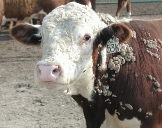 Three Common Summer Cattle Diseases